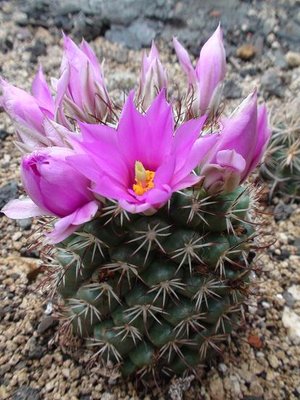 Mammillaria 2.JPG