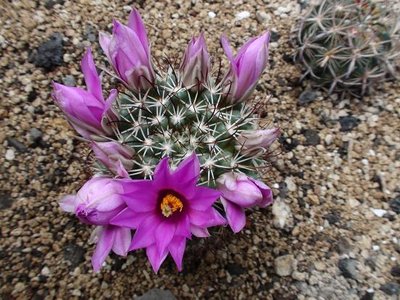 Mammillaria 1.JPG