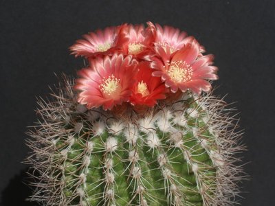 P. procera IMG_7320.jpg