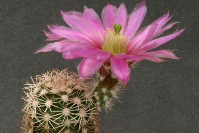 K640_K800_IMG_1600_kuenzlerioides_HK1914_Köhres.JPG