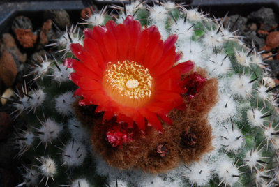 Parodia occulta Blüte 01.JPG