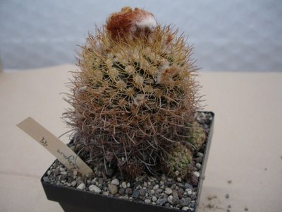 Parodia mairanana Stockinger 5.4.08 (600 x 450).jpg
