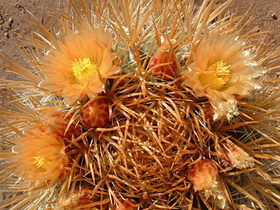 FeroCrysac.JPG