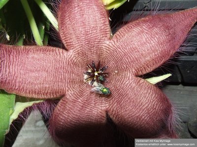 stapelia_grandiflora_bluete_klein.jpg