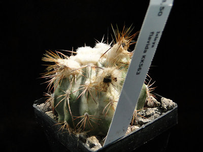 Krankheit Eriosyce islayensis 2011 Juno23.jpg
