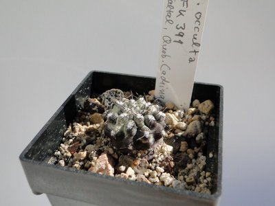 Krankheit Chilean disease Eriosyce  2011 Juno01.jpg