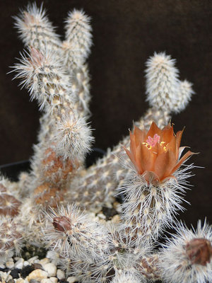 Pterocactus valentinii HS 339 2011 Juno21-3.jpg