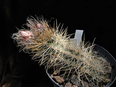 Austrocactus coxii HPT900 2011 Juno24-1.jpg