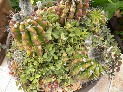 Oxalisbefall bei freistehender Echinopsis