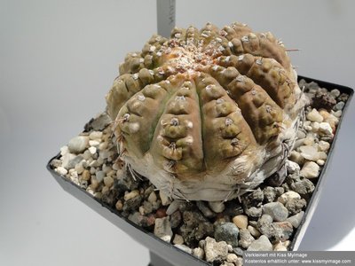 Gymnocalycium riojense 2010 Juli8 016_klein.jpg