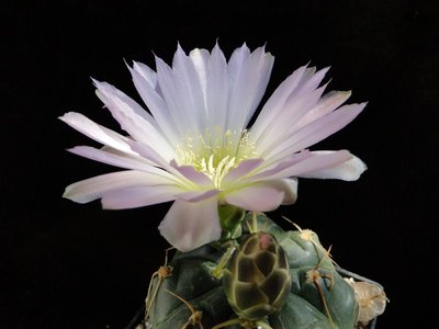 Gymnocalycium uruguayense MM191 2011 Juno01-4.jpg