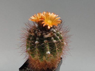Notocactus herteri v. rubriflorus 2011 Juli05-4.jpg