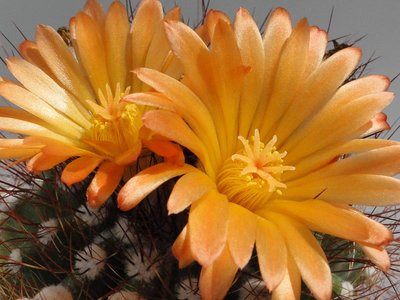 Notocactus herteri v. rubriflorus 2011 Juli05-3.jpg