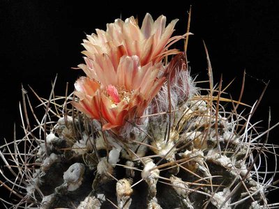 Eriosyce crispa v. carrizalensis (Nc. carrizalensis HH) 2011 Juno28-4.jpg