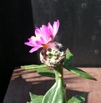 339 P1070205 Ariocarpus scaphirostris.jpg