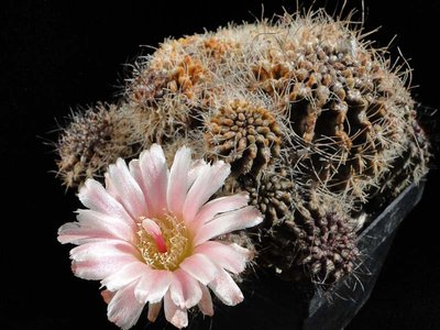 Eriosyce taltalensis v. pymaea aff. (Np. calderana) 2011 Juli12-3.jpg