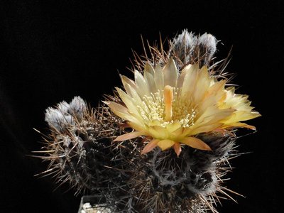Eriosyce crispa ssp. atroviridis aff. (Nc. ähnlich nigrisoparia) 2011 Juno28-3.jpg
