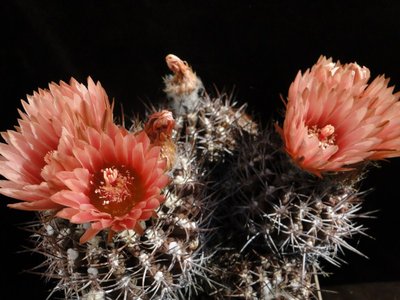 Eriosyce heinrichiana ssp. intermedia aff.2011 Mai25-6.jpg