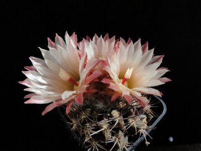 Eriosyce recondita aff. (Ho. kesselringianus) 2011 Mai25-4.jpg
