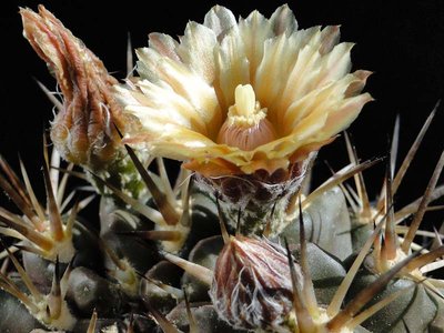 Eriosyce curvispina v. tuberisulcata HH 2011 Juli19-4.jpg