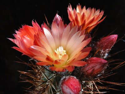 Eriosyce andreaeana 2011 Juno01-1.jpg