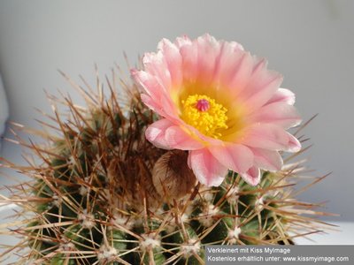 Notocactus roseoluteus 2010 Juni26 018_klein.jpg