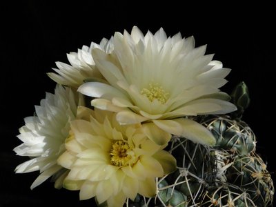 Gymnocalycium uruguayense 2011 Mai21-3.jpg