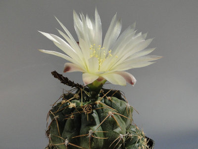 Gymnocalycium uruguayense G698 2011 Juli09-2.jpg