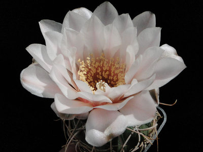 Gymnocalycium ritterianum WR126 2011 Juno27-1.jpg