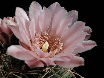 Gymnocalycium ritterianum AW 2011 Juno04-4.jpg