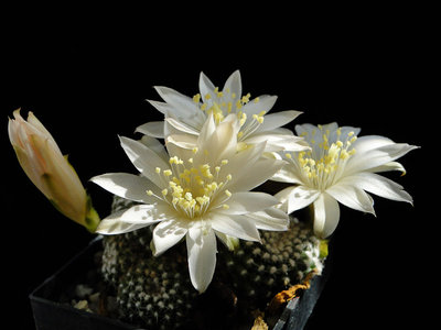 Rebutia krainziana, weiß 2011 Juno04-3.jpg