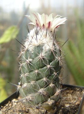 Coryphantha