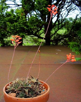 Aloe descoingsii (2).jpg