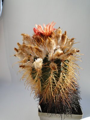 Parodia maasii 2010 Juli16 109.jpg
