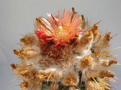 Parodia maasii 2010 Juli16 111.jpg