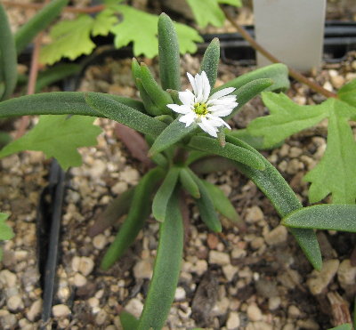 Delosperma bosseranum mit Blüte