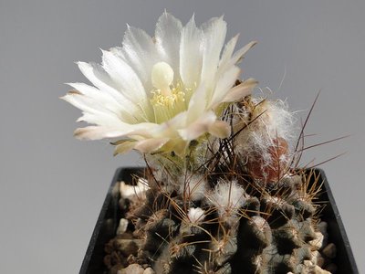 Eriosyce taltalensis ssp. pilispina WK933 (Py. pil.) 2011 Juli26-2.jpg
