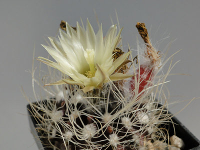 Eriosyce taltalensis v. pygmaea WK792 (Py. pulchellus) 2011 Juli26-2.jpg