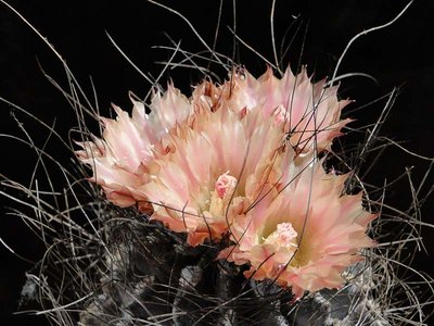 Eriosyce crispa (Ho. crispa HH) 2011 Juli26-3.jpg
