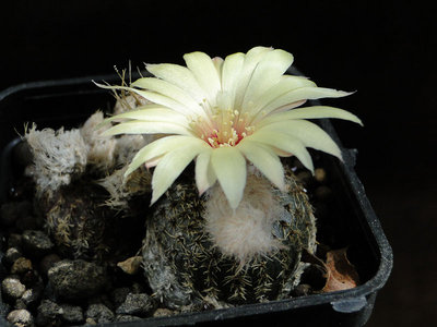 Frailea pygmaea v. phaeodisca 2011 Juli27-2.jpg