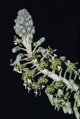 Ledebouria spec. 01.jpg
