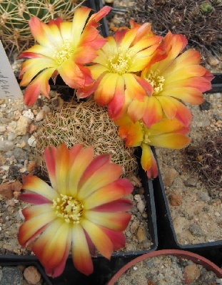 Sulcorebutia cardenasiana HS41a