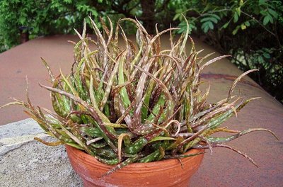 Aloe bakeri (2).jpg