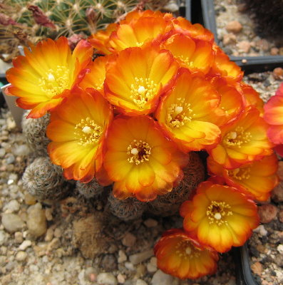 Sulcorebutia tarabucoensis v. aureiflora JK185, DAS Blühwunder schlechthin