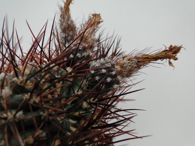 Eriosyce andraeana (Pyrrhocactus andraeanus) 2011 Juli30.jpg
