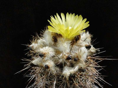 Eriosyce islayensis (I. copiapoides) 2011 Juli19-1.jpg