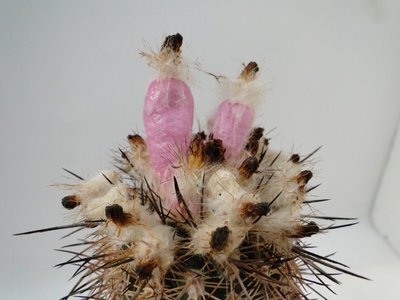 Eriosyce islayensis (I. copiapoides) 2010 September24 022.jpg