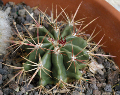 20090531_14.JPG