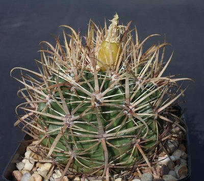 Feroc_fordii_mit Frucht_090816_2960.jpg
