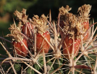Feroc_fordii_Uhlig_Früchte_090804_2794.jpg